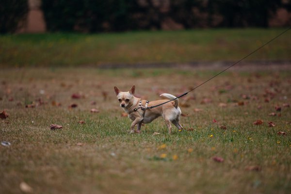 Soldes d'hiver : les essentiels pour chouchouter votre chien !