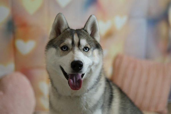 Comment les oiseaux chanteurs apprennent-ils leurs mélodies et quel rôle joue l'environnement dans ce processus?