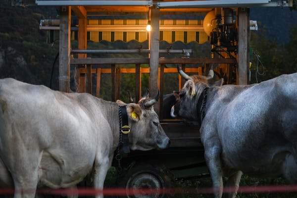 La ferme des animaux : tout ce dont votre compagnon a besoin